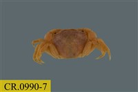 藏品(平背蜞)的圖片